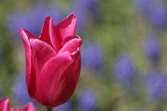 Tulipes a Morges 2006 - 049